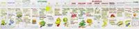 Vitamin Chart - Liz Cook - Libro in lingua inglese - Liz Cook - Meest Verkocht
