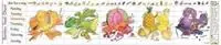 Goedkoop Rainbow Food Activity Chart - Liz Cook - Libro in lingua inglese - Liz Cook - Liz Cook Charts